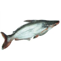 LavenderMart Pangas Farm 2 kg to 3 kg